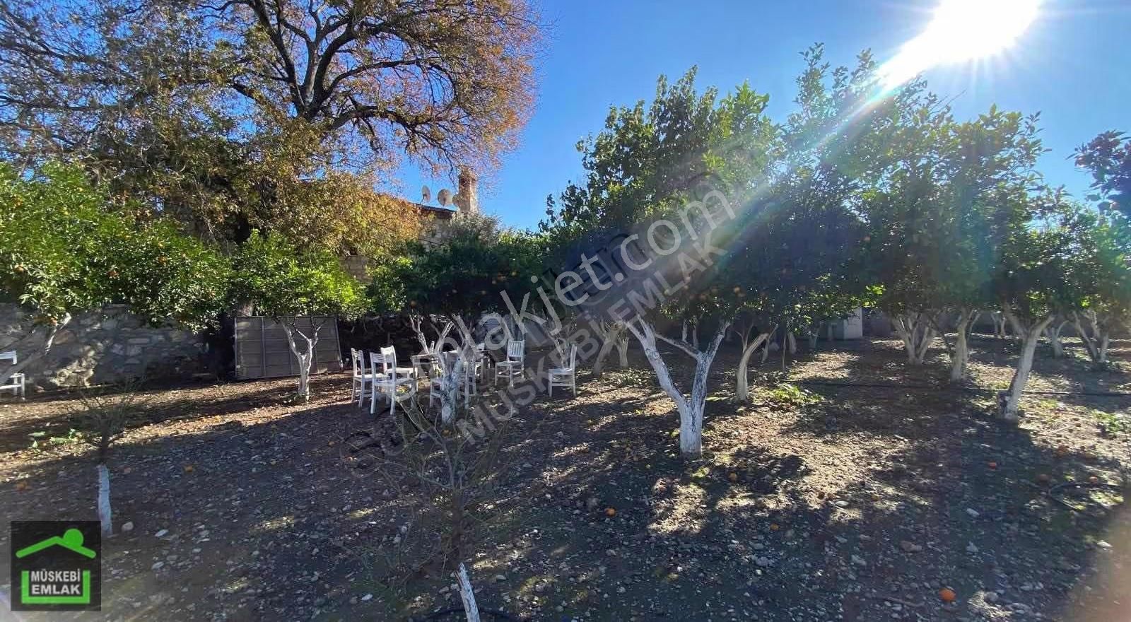 Bodrum Bitezde Satılık Mandalina Bahçesi(villa Yapılabilir) - Görsel 6
