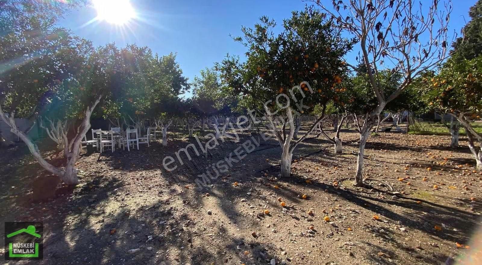 Bodrum Bitezde Satılık Mandalina Bahçesi(villa Yapılabilir) - Görsel 28
