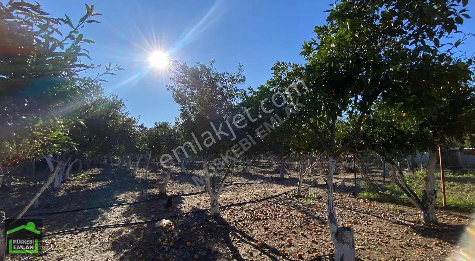 Bodrum Bitezde Satılık Mandalina Bahçesi(villa Yapılabilir) - Görsel 4