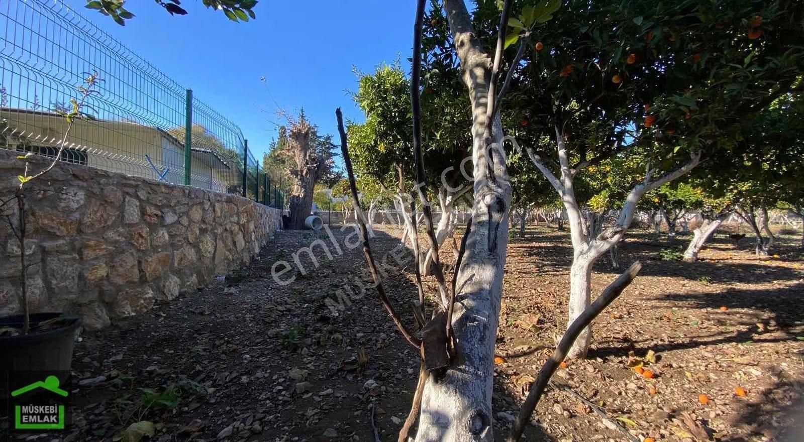 Bodrum Bitezde Satılık Mandalina Bahçesi(villa Yapılabilir) - Görsel 18