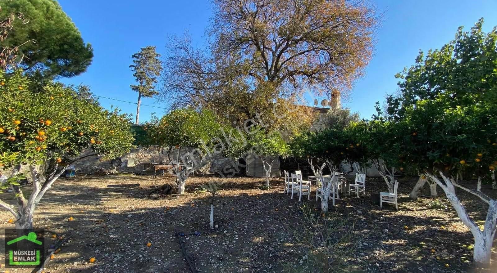 Bodrum Bitezde Satılık Mandalina Bahçesi(villa Yapılabilir) - Görsel 20