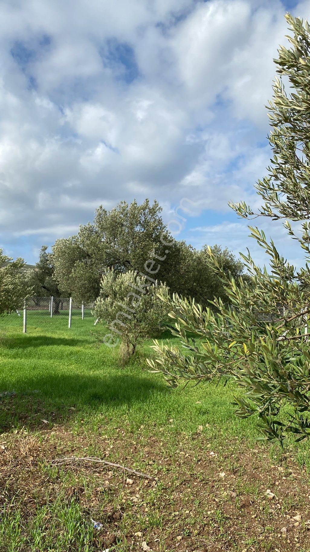 Menemen Türkelide Tapudan Satışlı Zeytinlik - Görsel 5
