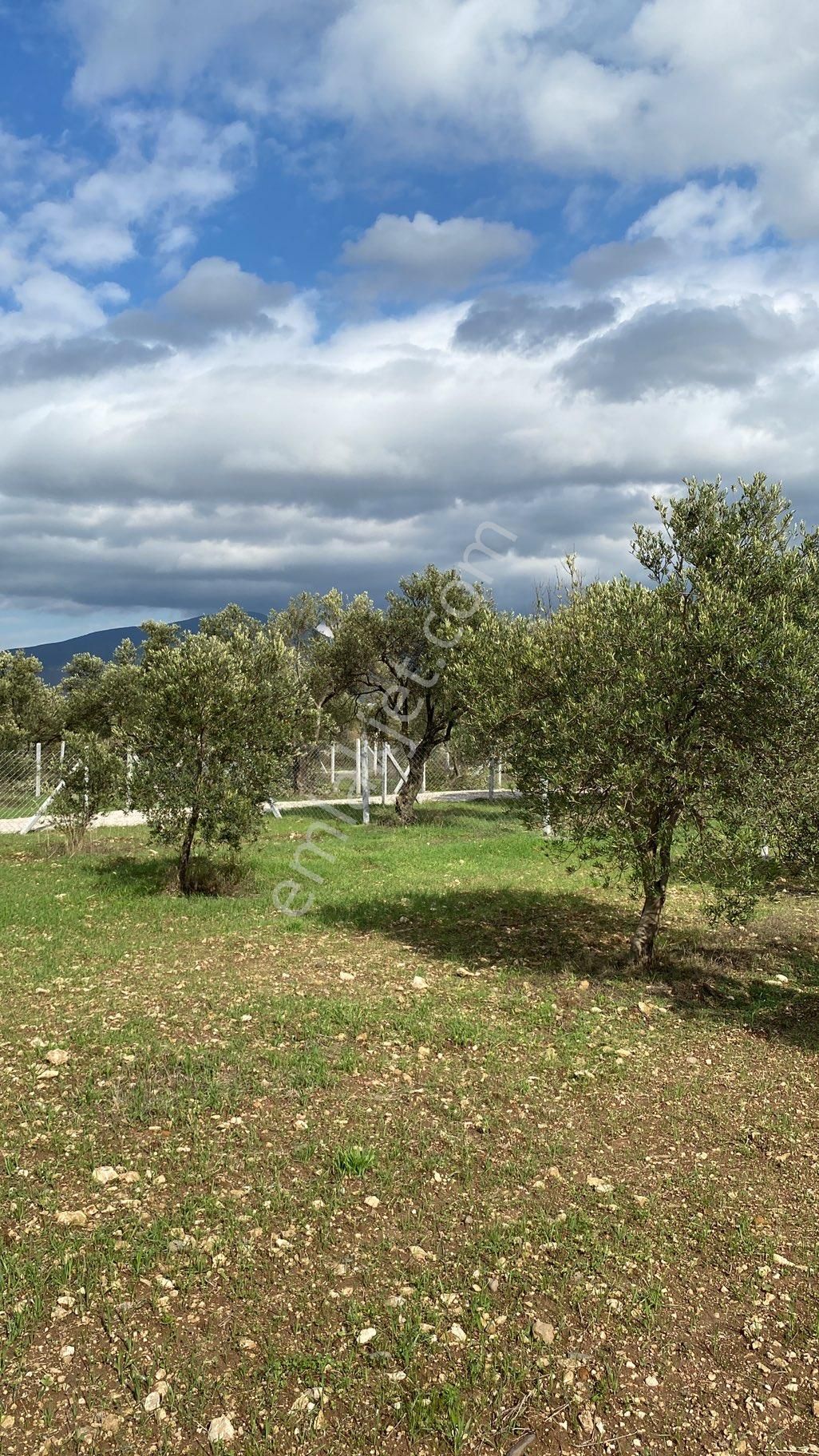 Menemen Türkelide Tapudan Satışlı Zeytinlik - Görsel 2