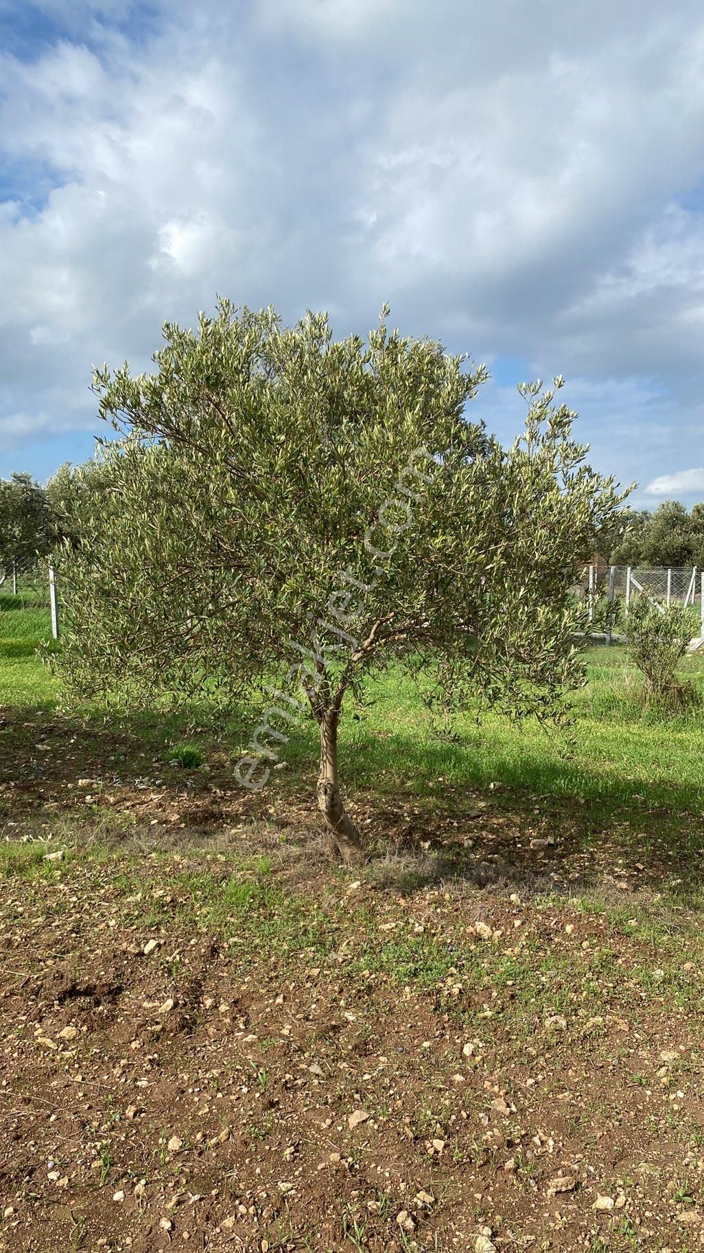 Menemen Türkelide Tapudan Satışlı Zeytinlik