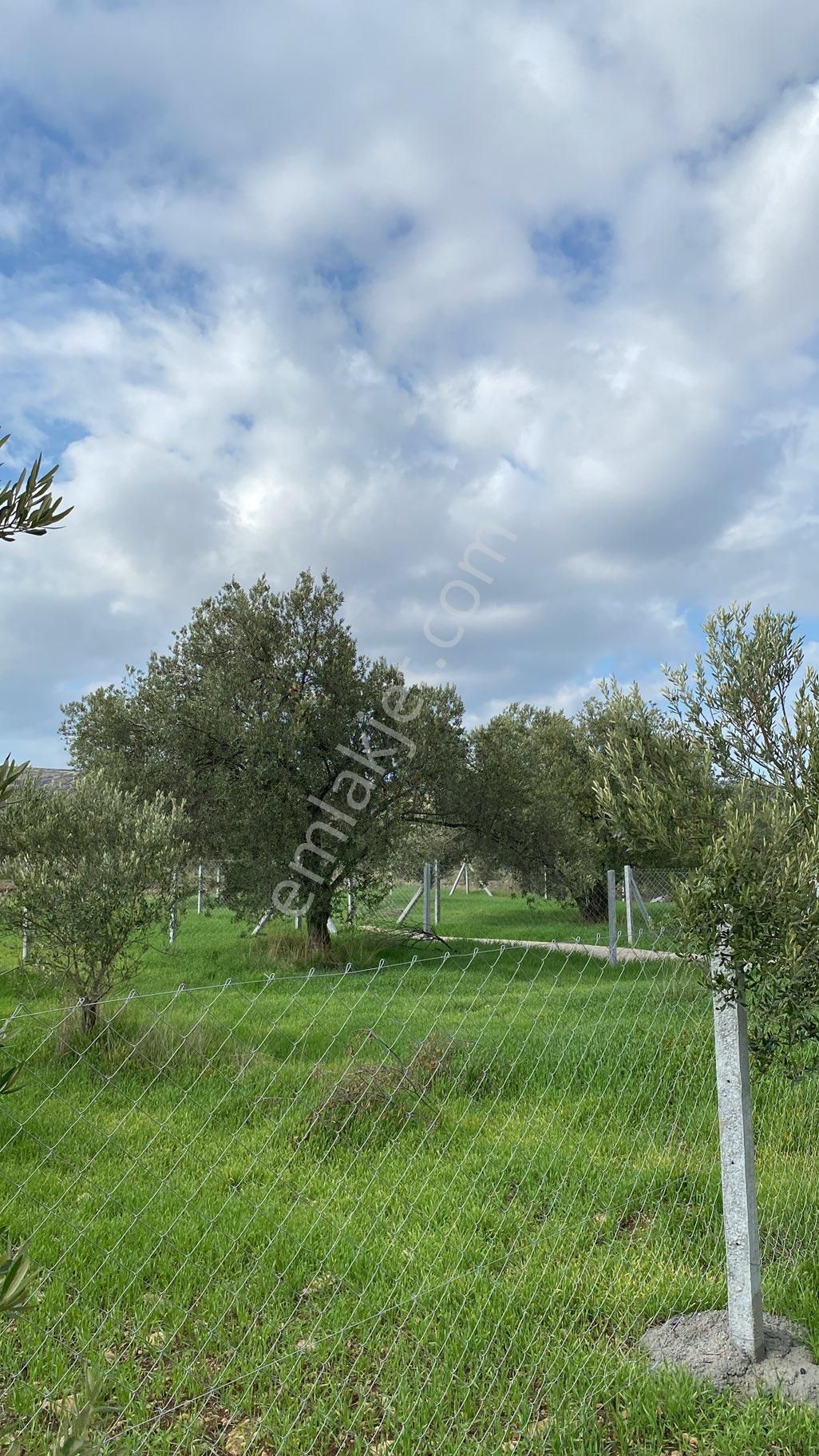 Menemen Türkelide Tapudan Satışlı Zeytinlik - Görsel 7