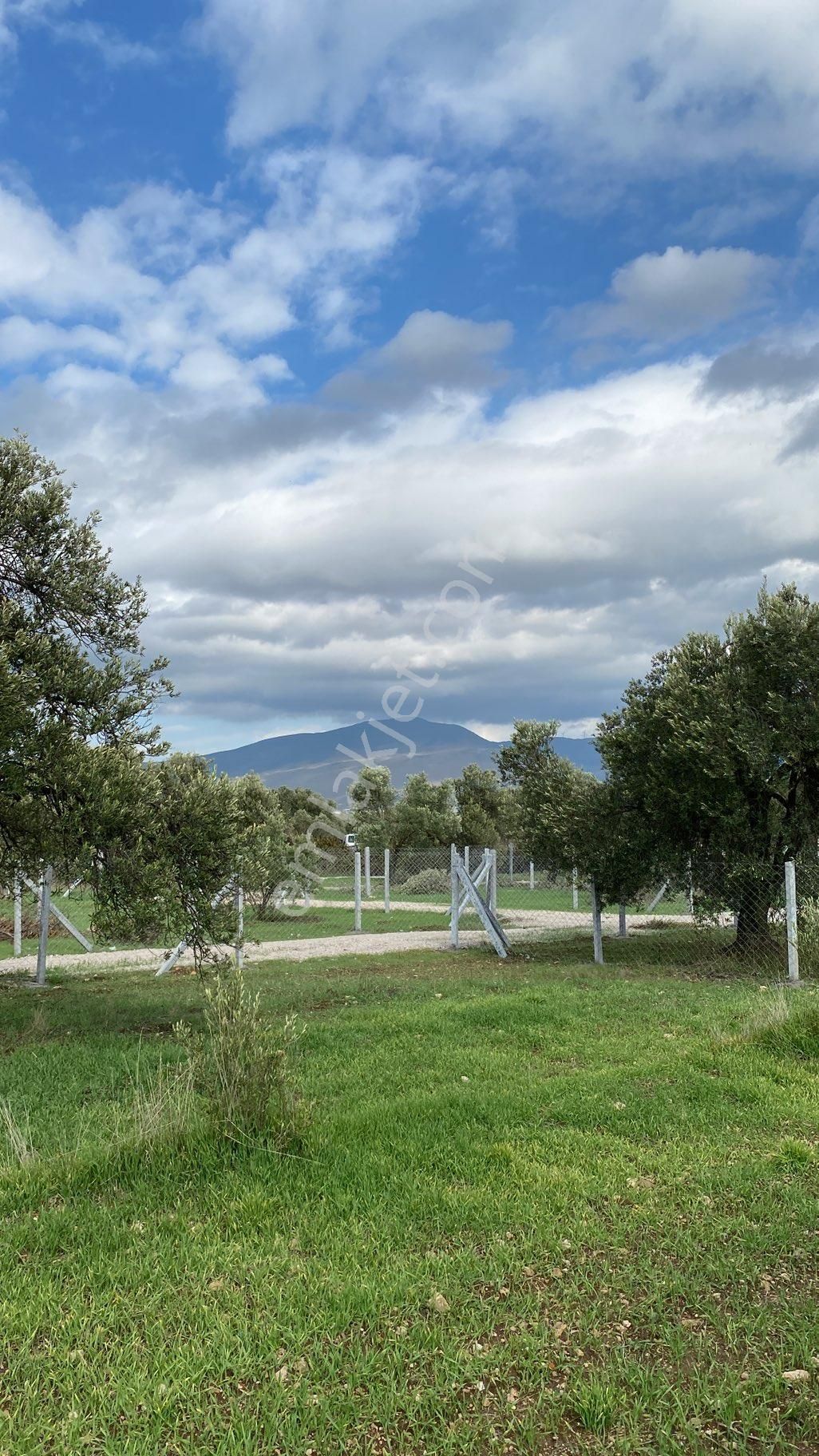 Menemen Türkelide Tapudan Satışlı Zeytinlik - Görsel 4