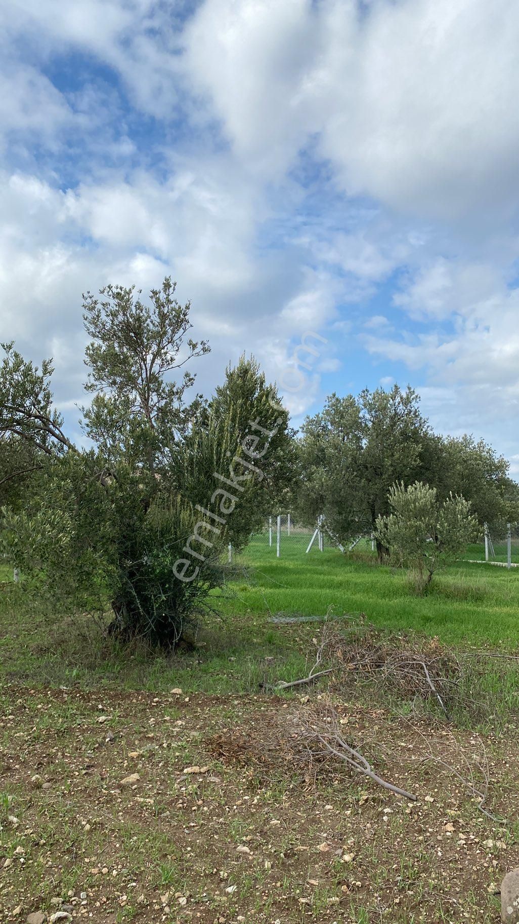 Menemen Türkelide Tapudan Satışlı Zeytinlik - Görsel 6