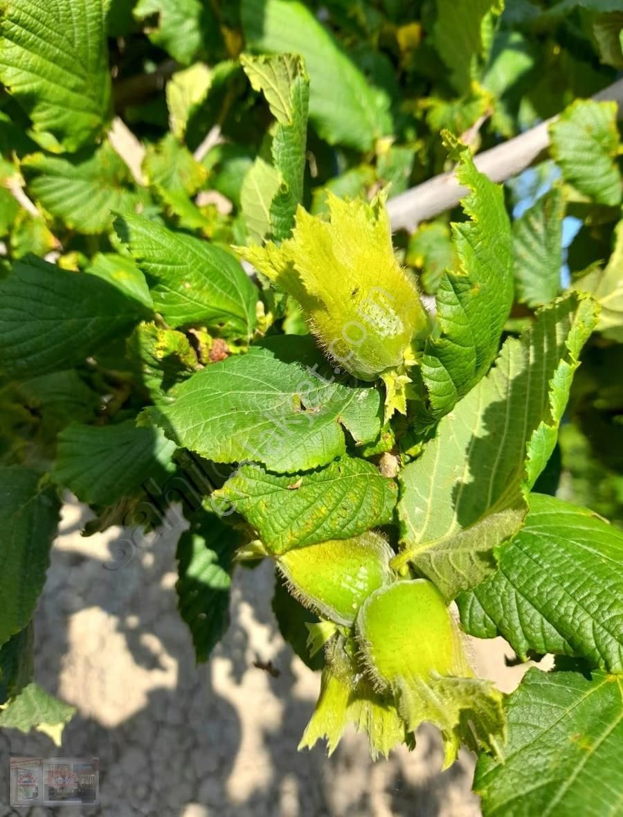 Ortadoğu'dan Ilıca Mah. Satılık Çiflik Evi - Görsel 20