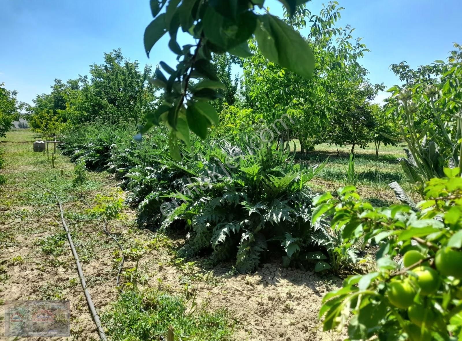 Ortadoğu'dan Ilıca Mah. Satılık Çiflik Evi - Görsel 5