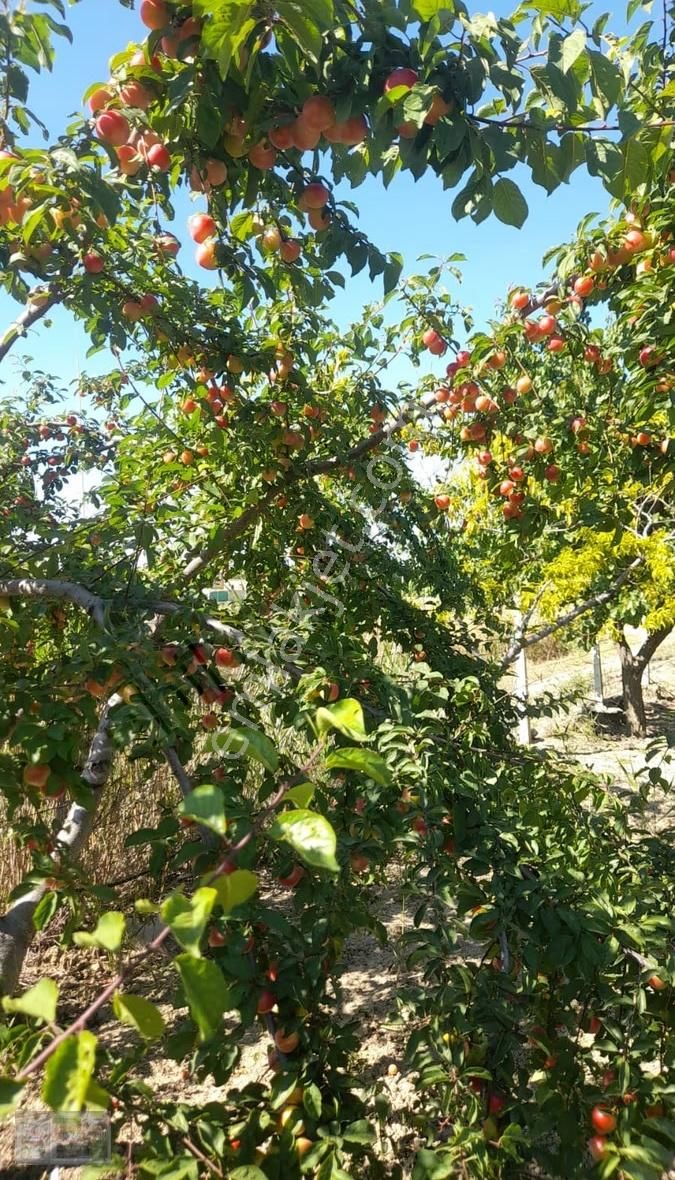 Ortadoğu'dan Ilıca Mah. Satılık Çiflik Evi - Görsel 13