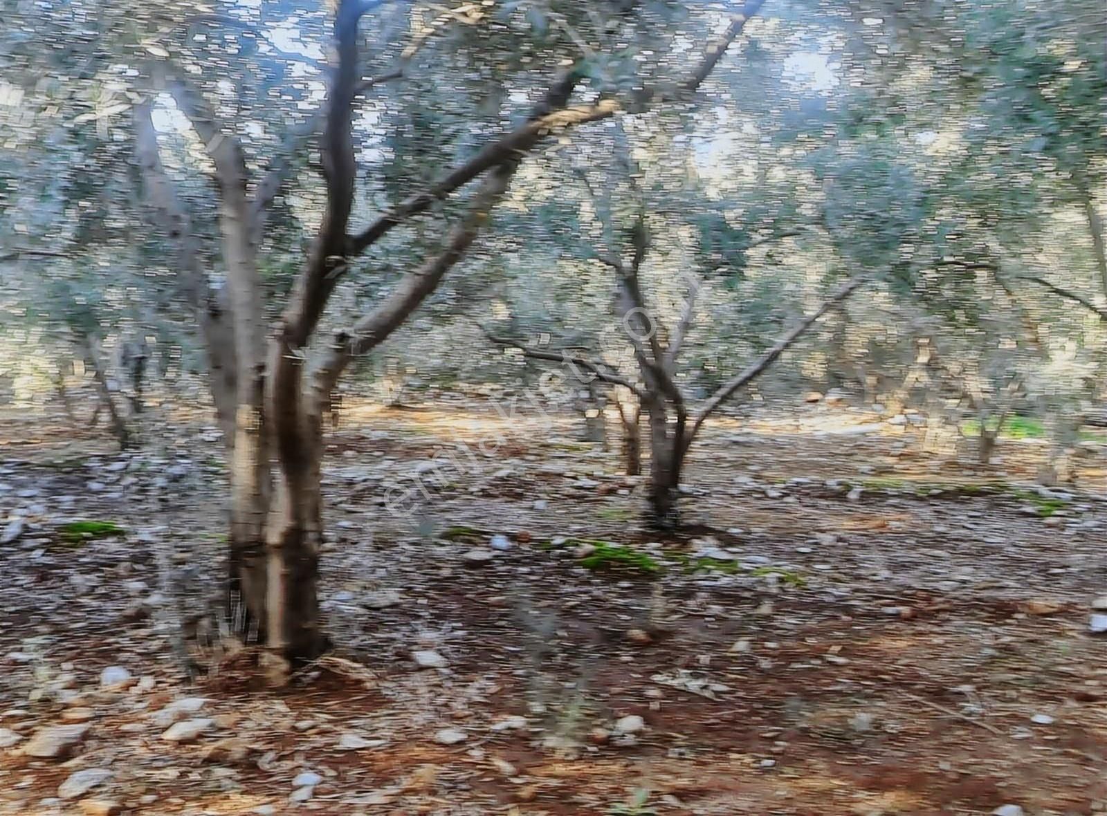 Fethiye Esenköy Bademlik Satılık Fırsat Arazi - Görsel 13