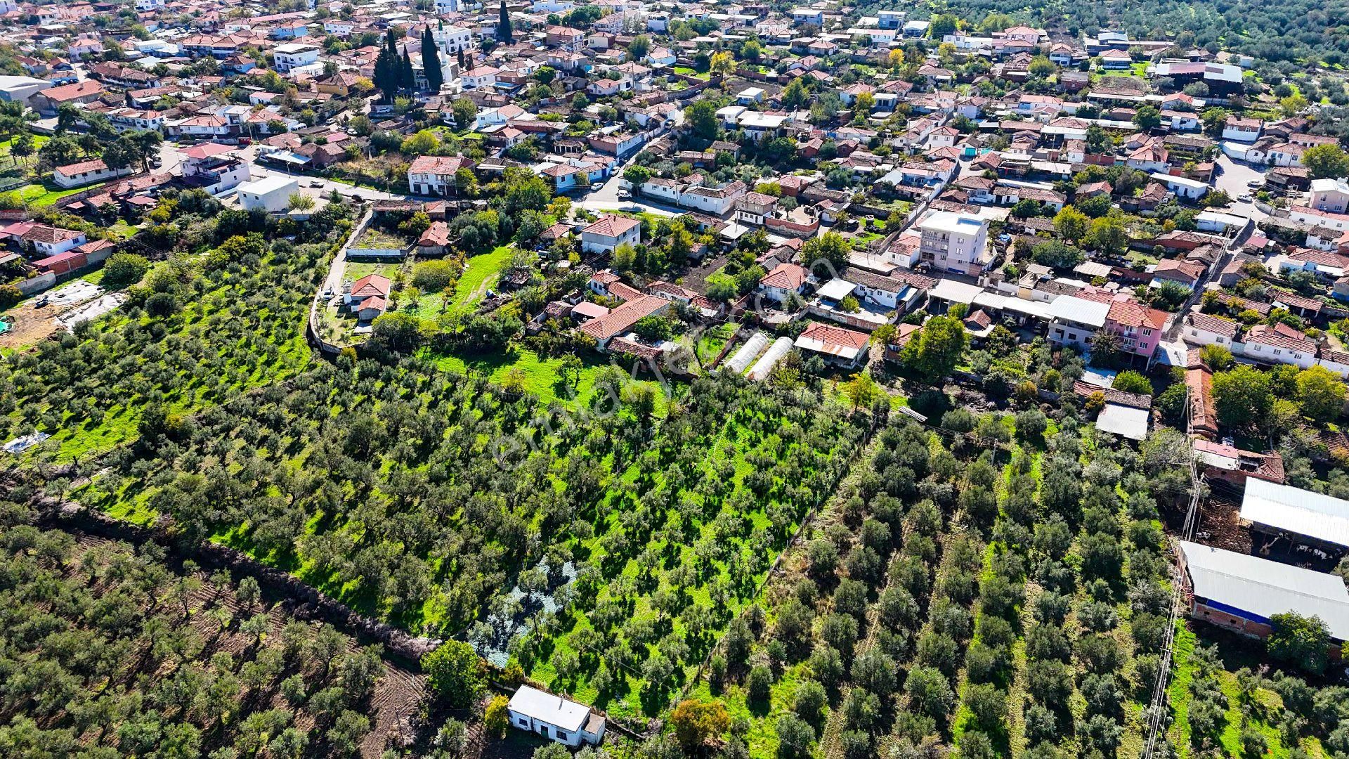 3.5 Dönüm İmarlı Arsa + Müstakil Ev + Zeytinlik + Tra - Görsel 14