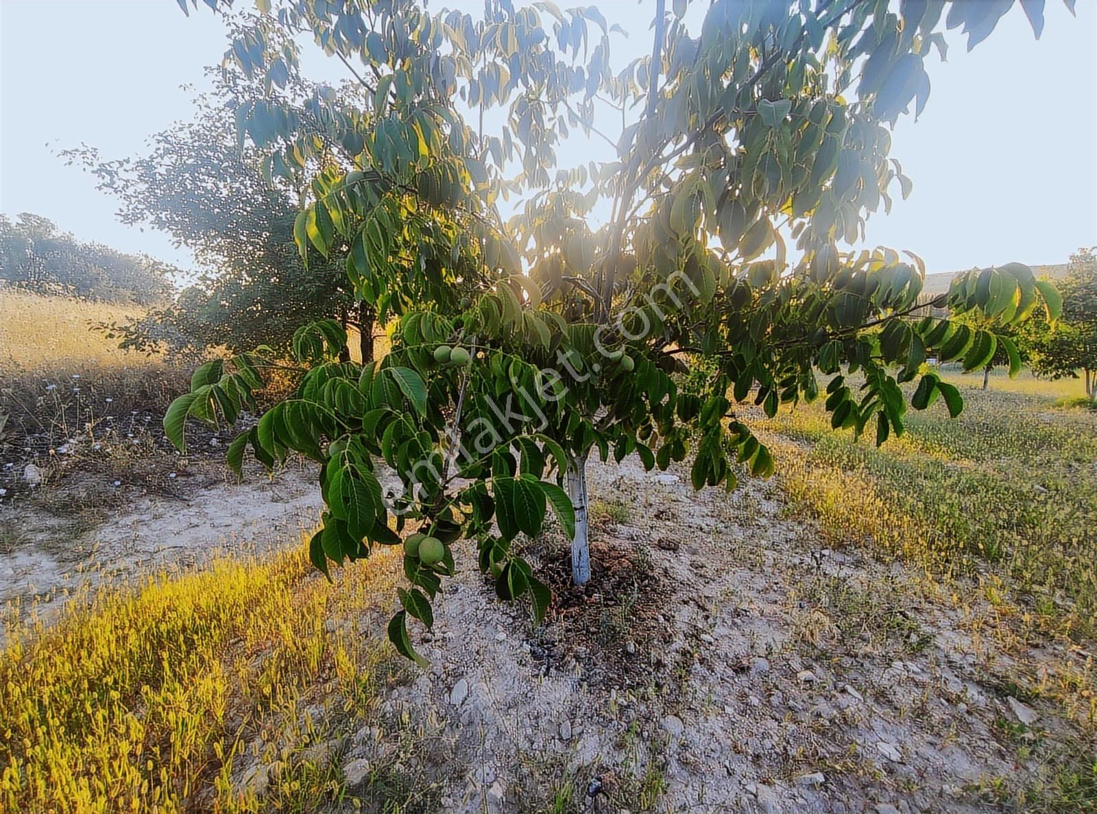 Özpınar ,dan Çavuş Köyü Satılık Tarla 19 800 M2 Su-yol Var - Görsel 19