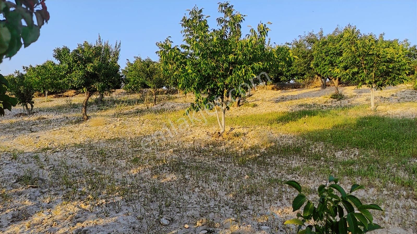 Özpınar ,dan Çavuş Köyü Satılık Tarla 19 800 M2 Su-yol Var - Görsel 29