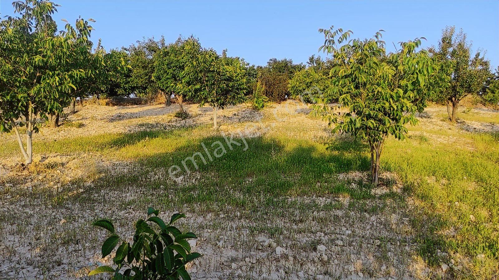 Özpınar ,dan Çavuş Köyü Satılık Tarla 19 800 M2 Su-yol Var - Görsel 23