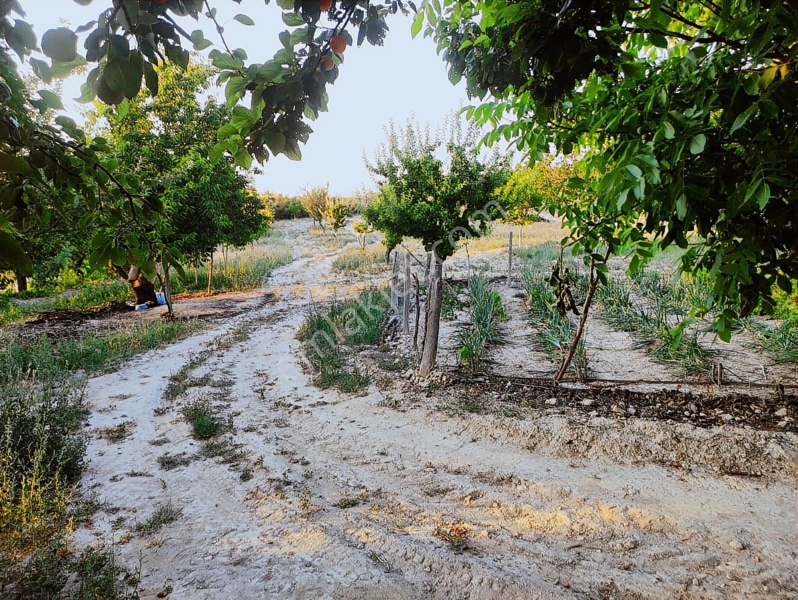 Özpınar ,dan Çavuş Köyü Satılık Tarla 19 800 M2 Su-yol Var - Görsel 2