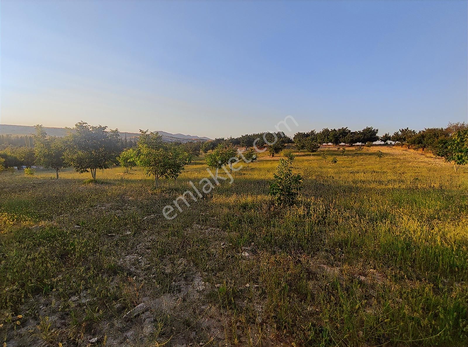 Özpınar ,dan Çavuş Köyü Satılık Tarla 19 800 M2 Su-yol Var - Görsel 14