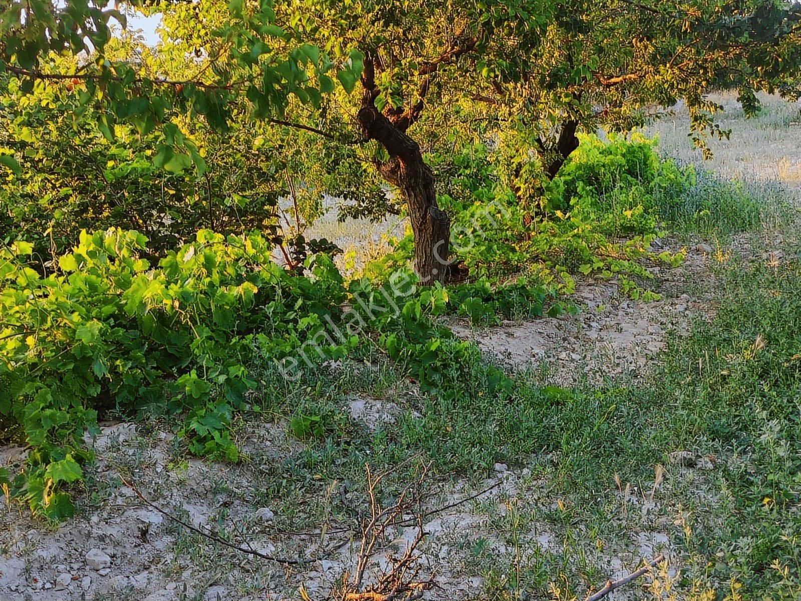 Özpınar ,dan Çavuş Köyü Satılık Tarla 19 800 M2 Su-yol Var - Görsel 32