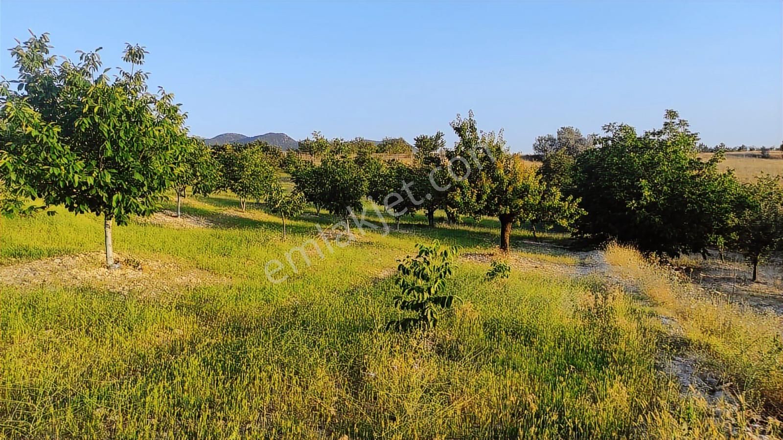 Özpınar ,dan Çavuş Köyü Satılık Tarla 19 800 M2 Su-yol Var - Görsel 11