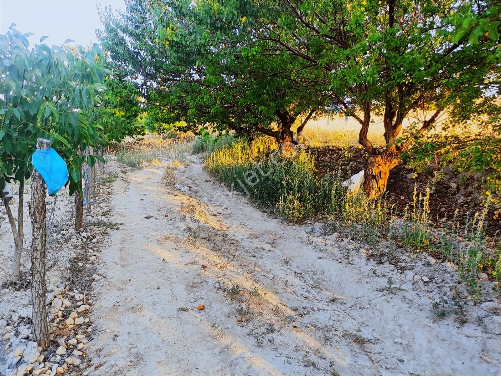 Özpınar ,dan Çavuş Köyü Satılık Tarla 19 800 M2 Su-yol Var - Görsel 34