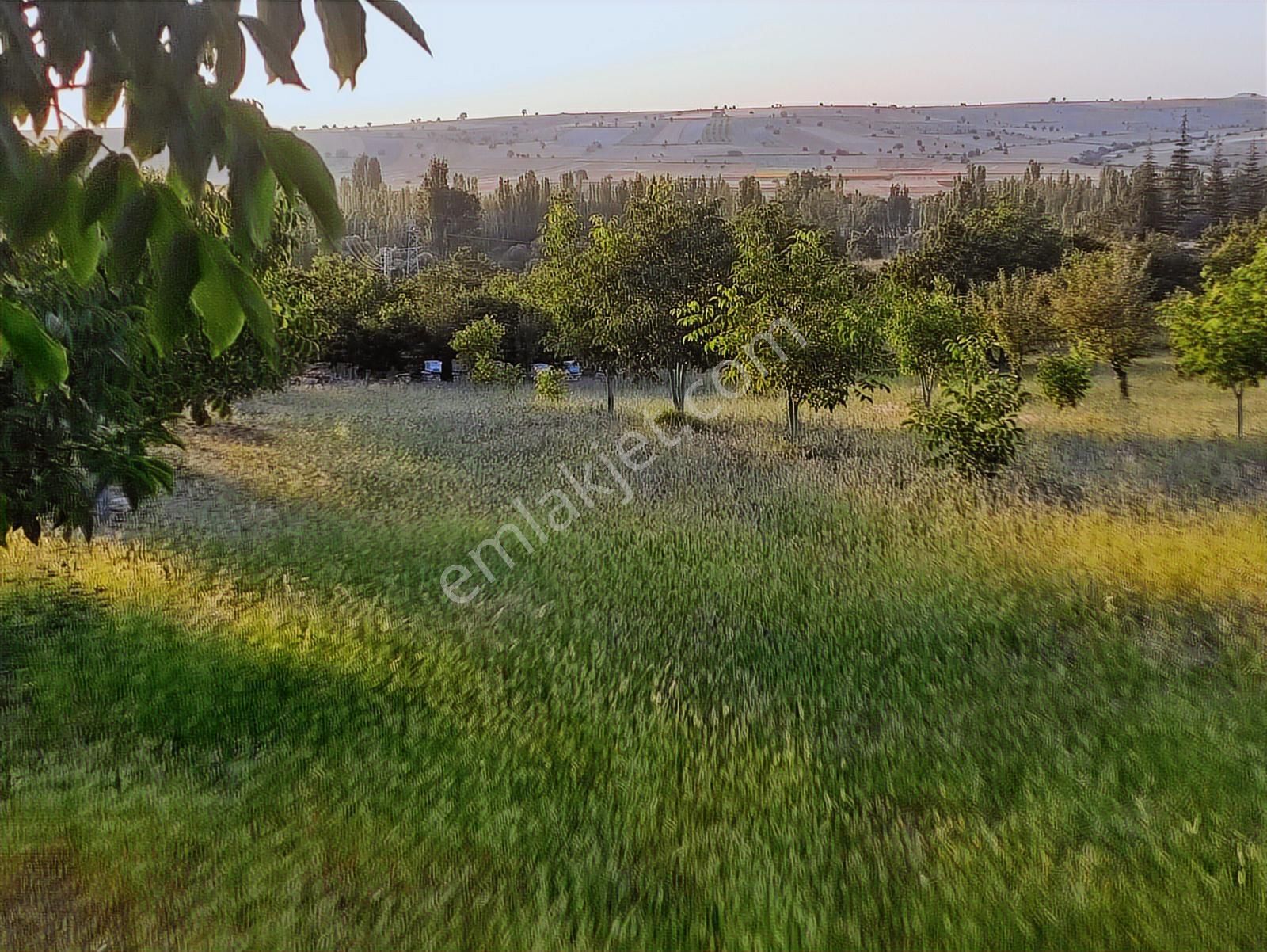 Özpınar ,dan Çavuş Köyü Satılık Tarla 19 800 M2 Su-yol Var - Görsel 5