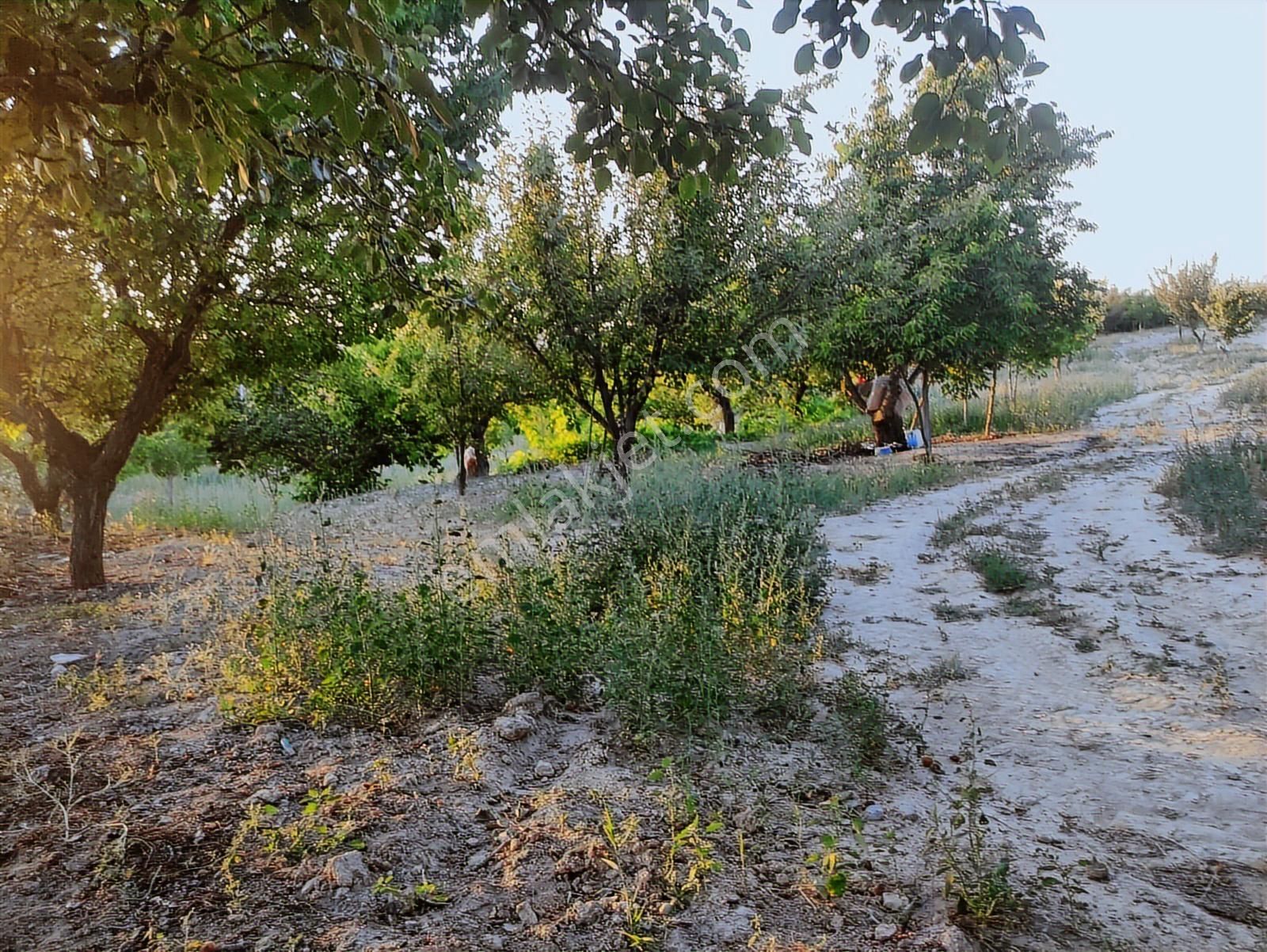 Özpınar ,dan Çavuş Köyü Satılık Tarla 19 800 M2 Su-yol Var - Görsel 15