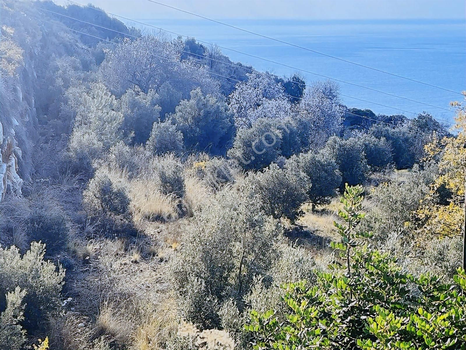 Gazipaşa Zeytinada'da Full Deniz Manzaralı Fırsat Arazi