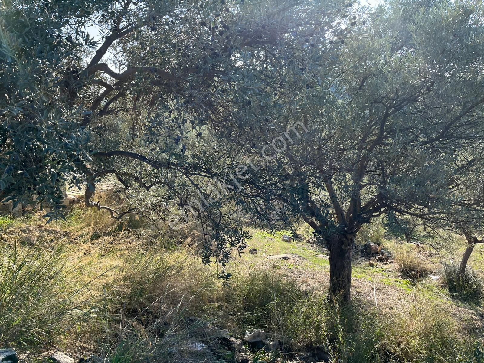 Öz-er Gayrimenkul’den | Köy İçinde, Doğa Manzaralı Satılık Tarla - Görsel 7