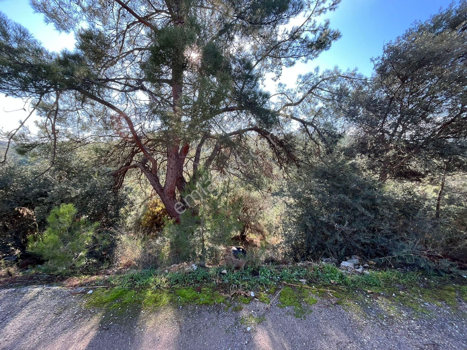 Öz-er Gayrimenkul’den | Caddeye Sıfır, Köy İçinde Manzaralı Tarla - Görsel 4