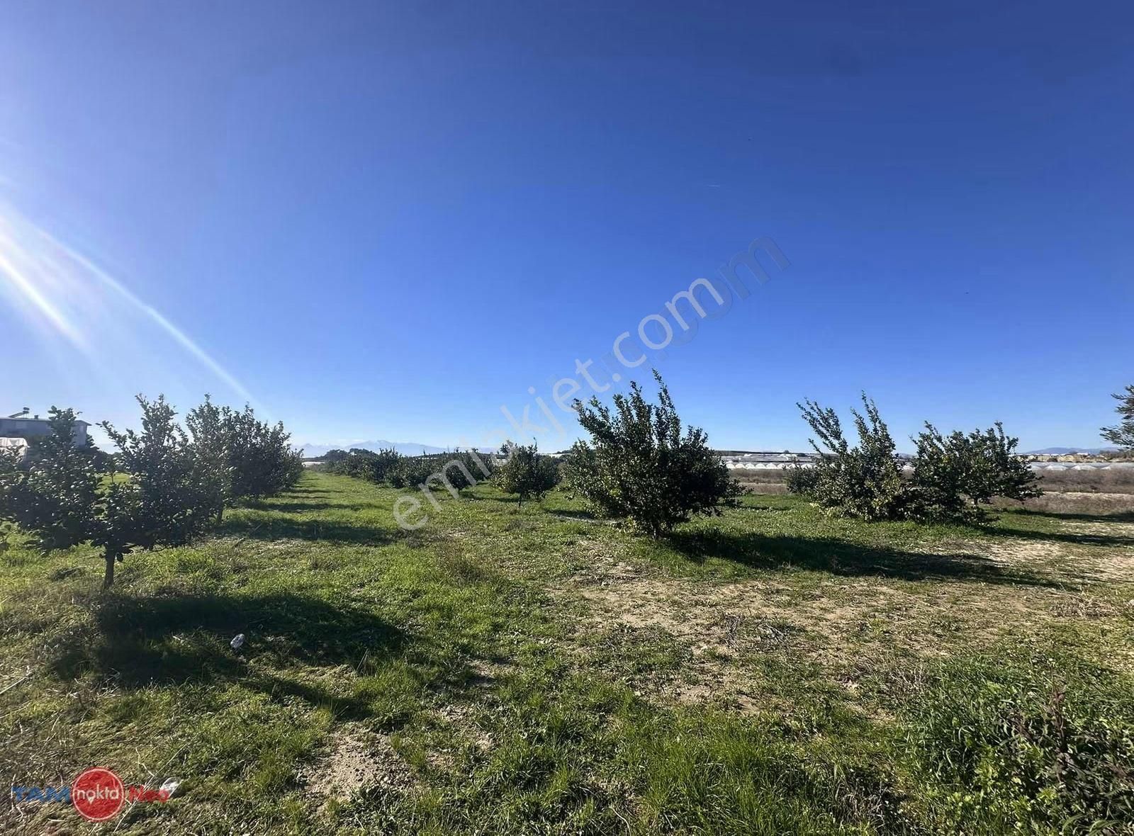 Serik Şatırlı'da Meyve Ağacı Bulunan Yola Cephe Satılık Tarla - Görsel 11