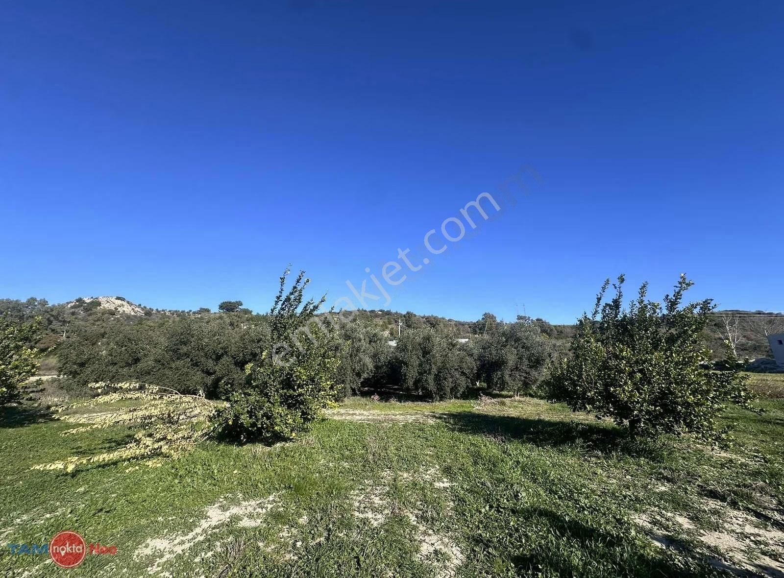 Serik Şatırlı'da Meyve Ağacı Bulunan Yola Cephe Satılık Tarla - Görsel 9