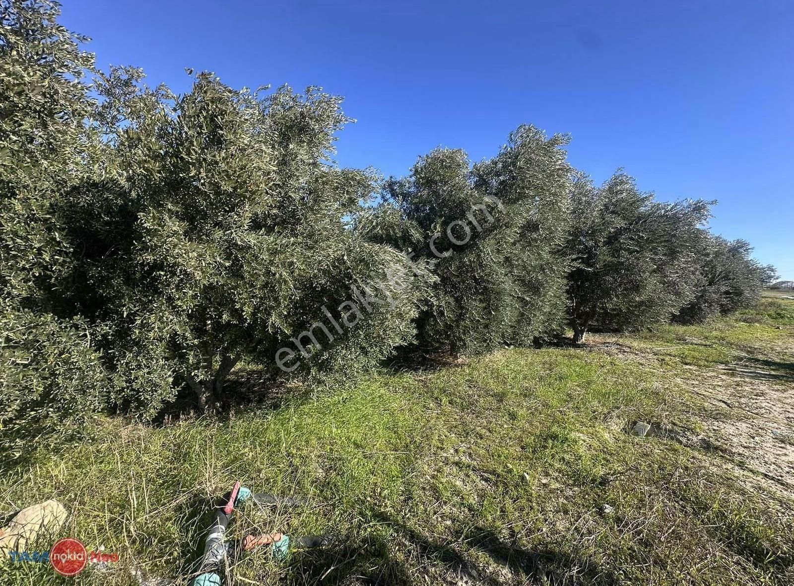 Serik Şatırlı'da Meyve Ağacı Bulunan Yola Cephe Satılık Tarla - Görsel 8