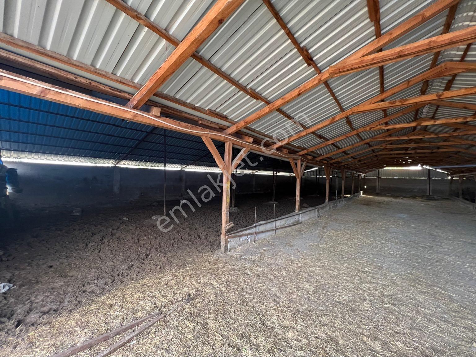 A-k Emlaktan Karabulutta Toplam 2000 M2 Yaklaşık 700 M2 Kapalı Alanı Olan Çiftlik - Görsel 5