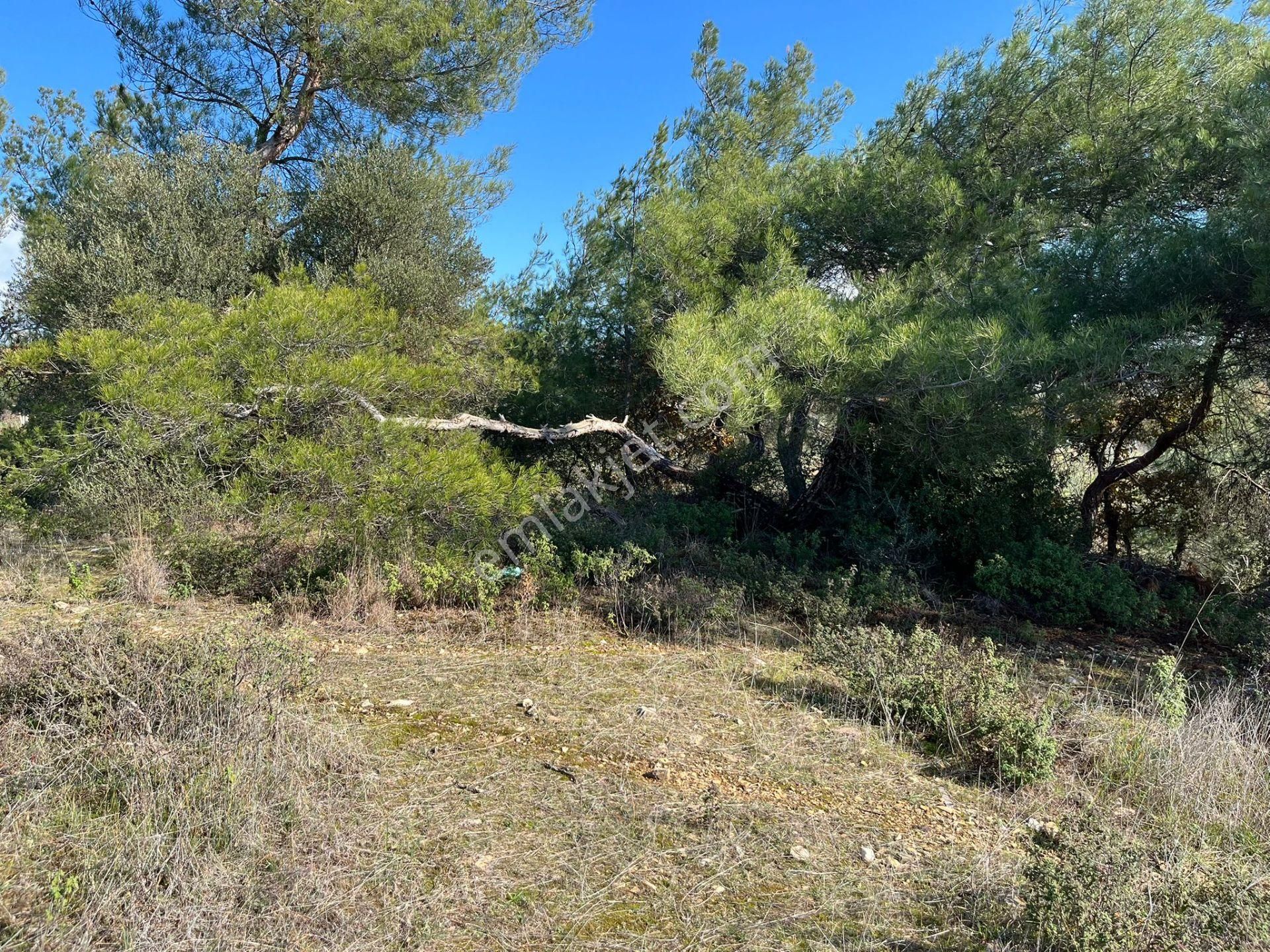 Öz-er Gayrimenkul’den Satılık Kadastro Yoluna Sıfır, Dirmil’de Manzaralı Tarla