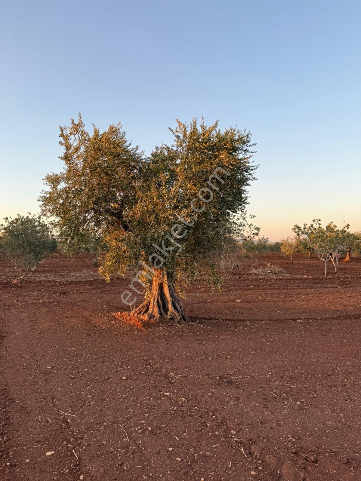 Özyüksek Emkaktan Satılık 75ağaç Zeytin Bahçesi - Görsel 14