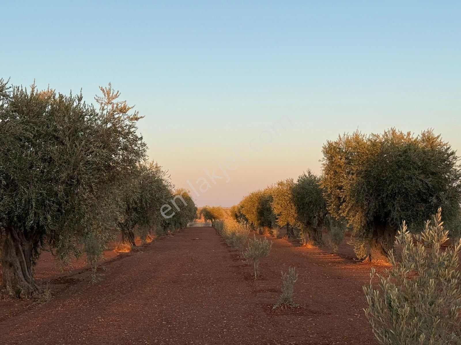 Özyüksek Emkaktan Satılık 75ağaç Zeytin Bahçesi - Görsel 8