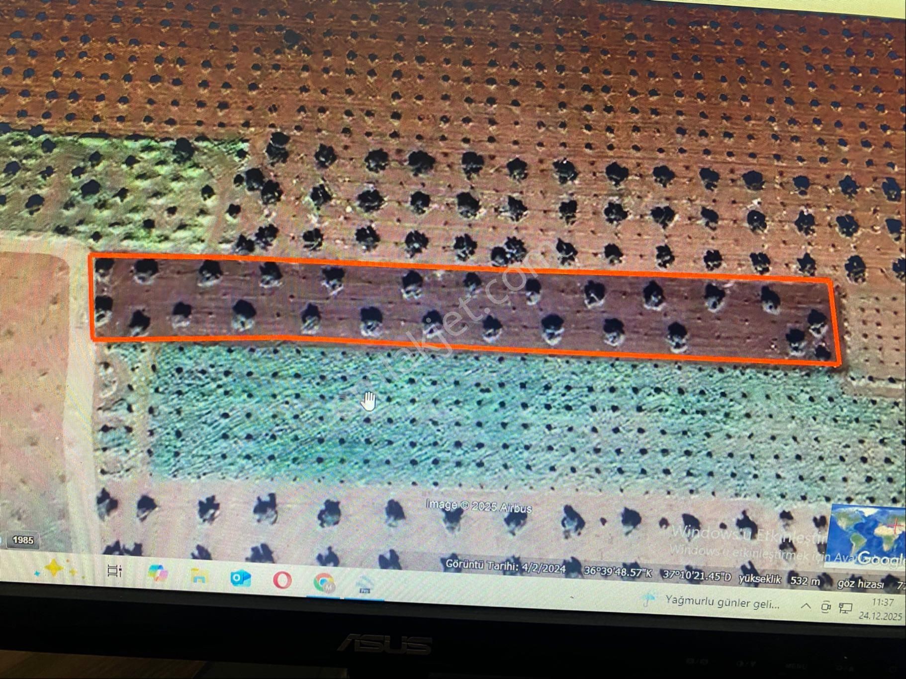 Özyüksek Emkaktan Satılık 75ağaç Zeytin Bahçesi - Görsel 17