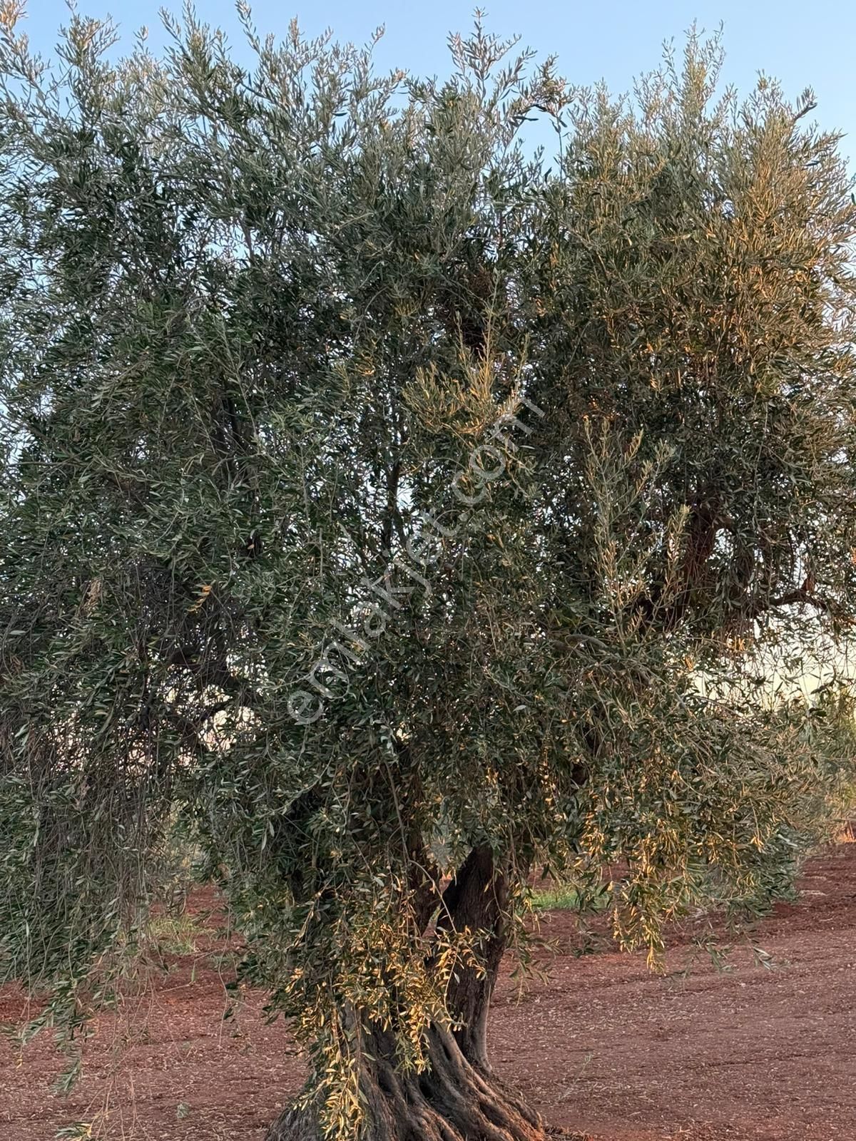 Özyüksek Emkaktan Satılık 75ağaç Zeytin Bahçesi - Görsel 5