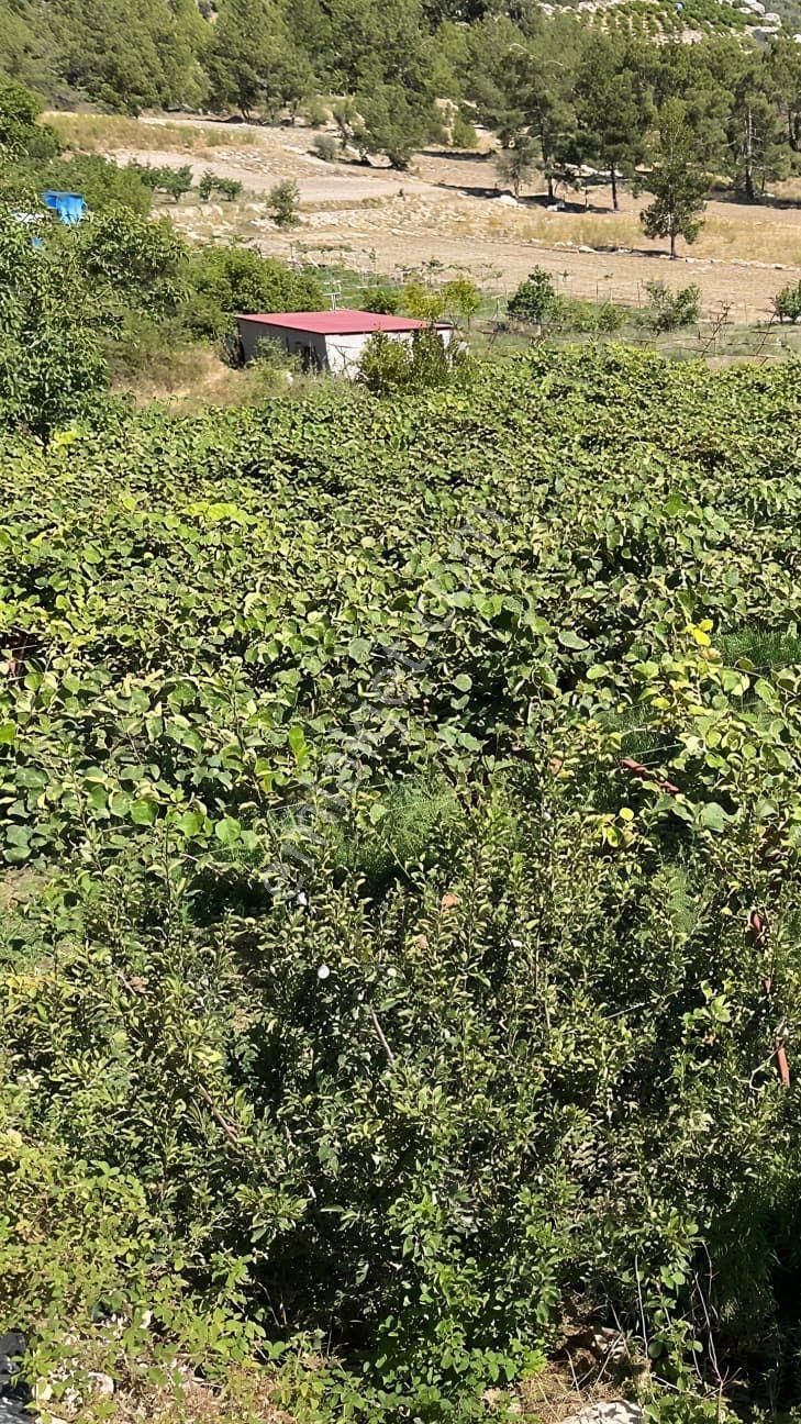 Thor'dan Satılık Erdemli-karayakup Köyünde Verimli Kivi Bahçesi! - Görsel 13