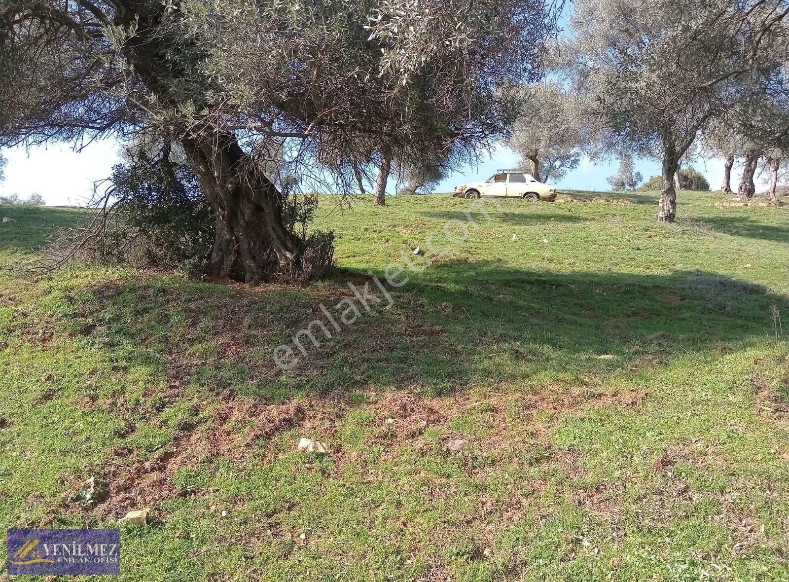 4 Parsel Zeytinlik - Görsel 2