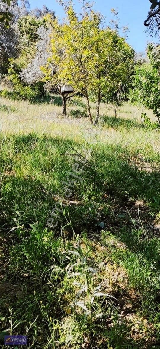 Kızılkecilide 1760 M² Zeytinlik - Görsel 5