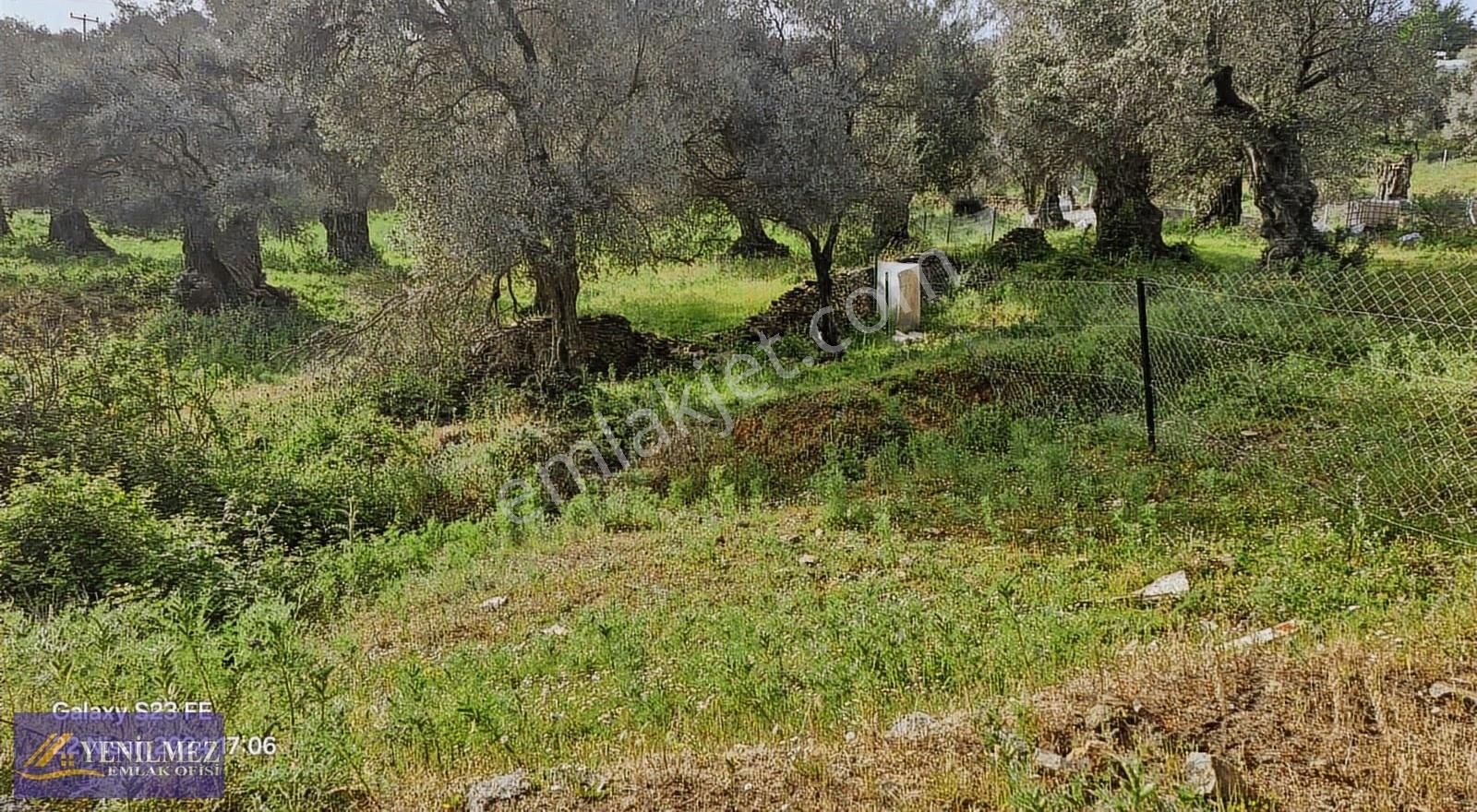 Yenilmez Emlaktan Satılık Asfalt Yol Cepheli Bahçe - Görsel 4