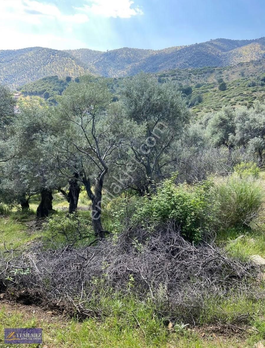 Yenilmez Emlak Tan Satılık Zeytin Bahçesi