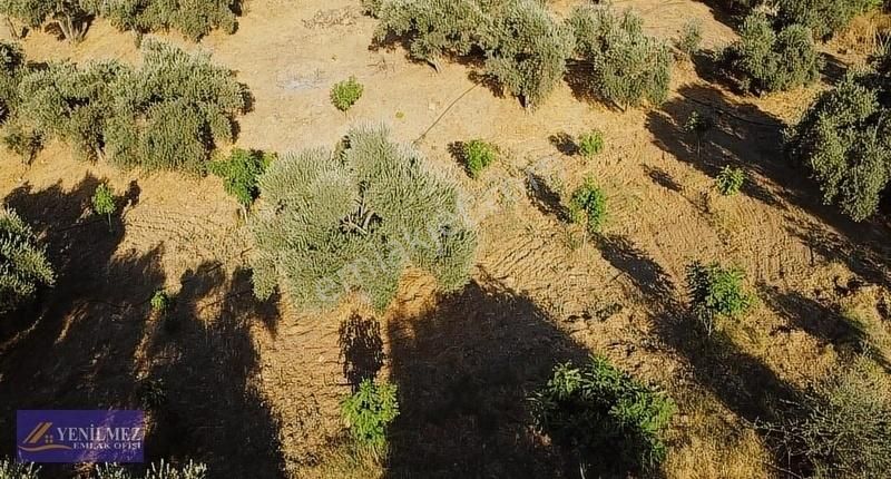 Tire Çayırlı Mahallesi Satılık Bahçe - Görsel 28