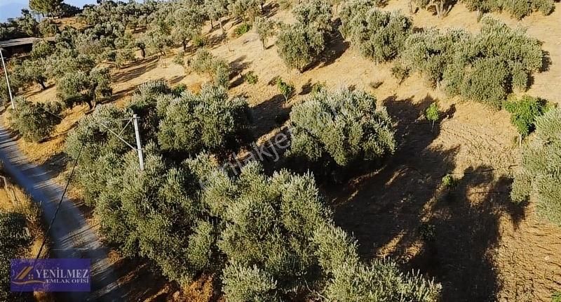 Tire Çayırlı Mahallesi Satılık Bahçe - Görsel 27