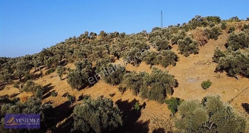 Tire Çayırlı Mahallesi Satılık Bahçe - Görsel 6