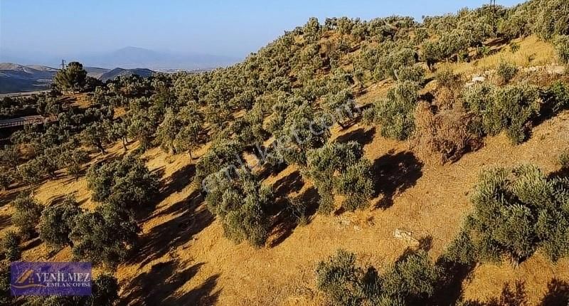 Tire Çayırlı Mahallesi Satılık Bahçe - Görsel 7
