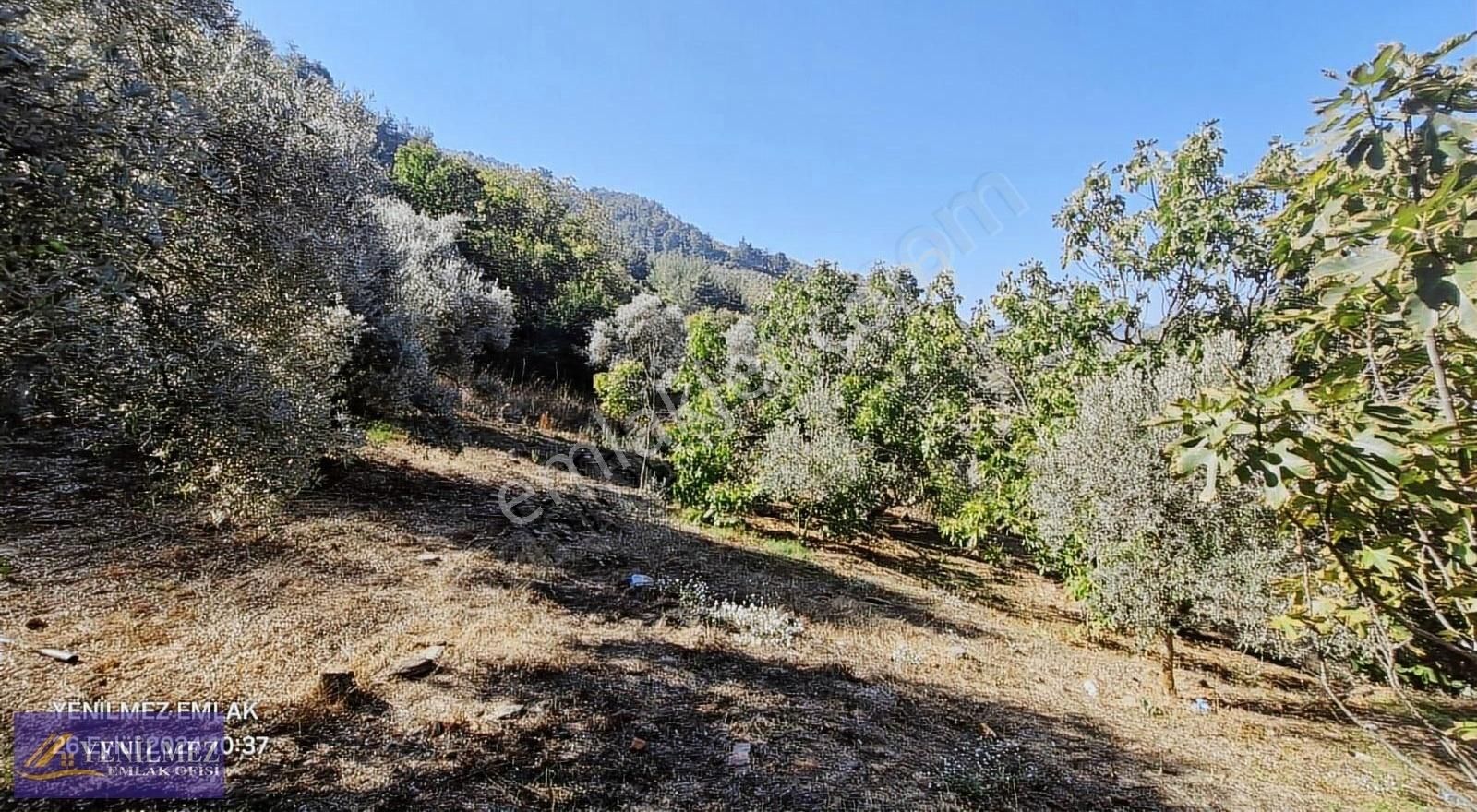 Tire Başköy Mahallesi Satılık İncir Ve Zeytin Bahçesi - Görsel 16