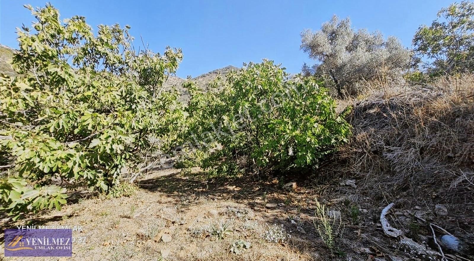 Tire Başköy Mahallesi Satılık İncir Ve Zeytin Bahçesi - Görsel 11