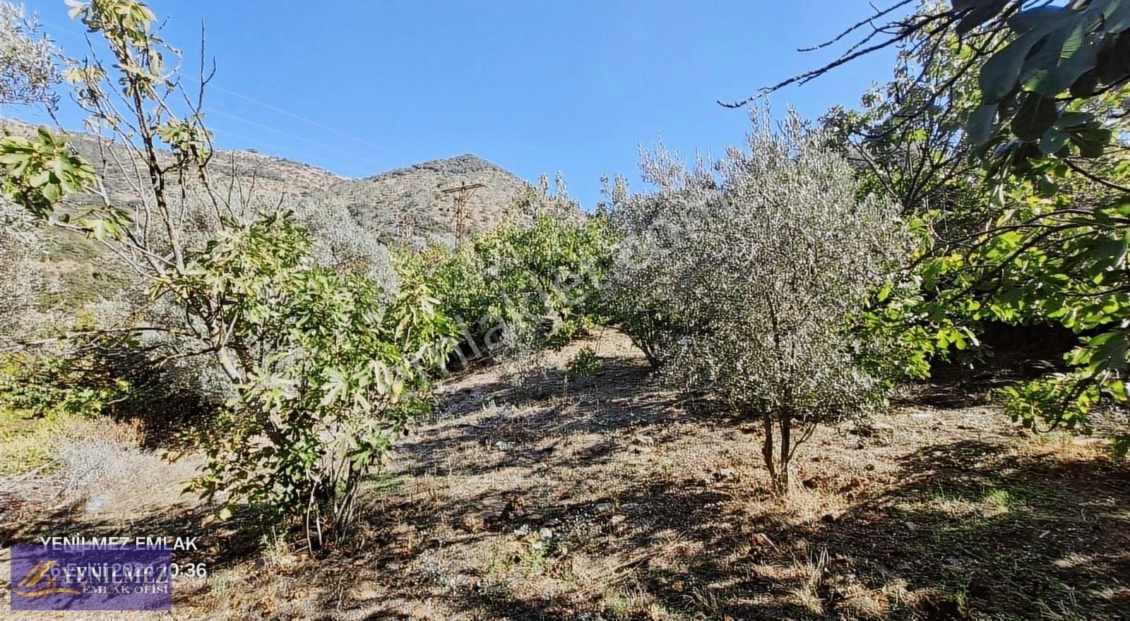 Tire Başköy Mahallesi Satılık İncir Ve Zeytin Bahçesi - Görsel 15